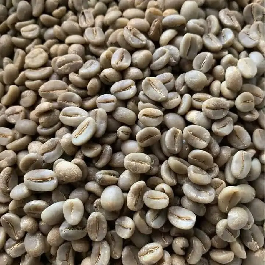 Café robusta