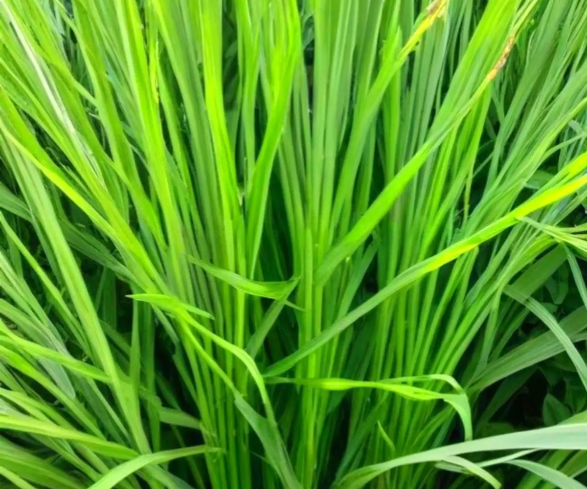 Citronnelle