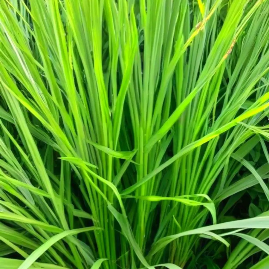 Lemongrass