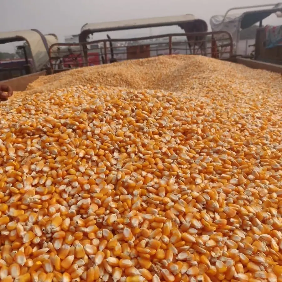 Dried corn