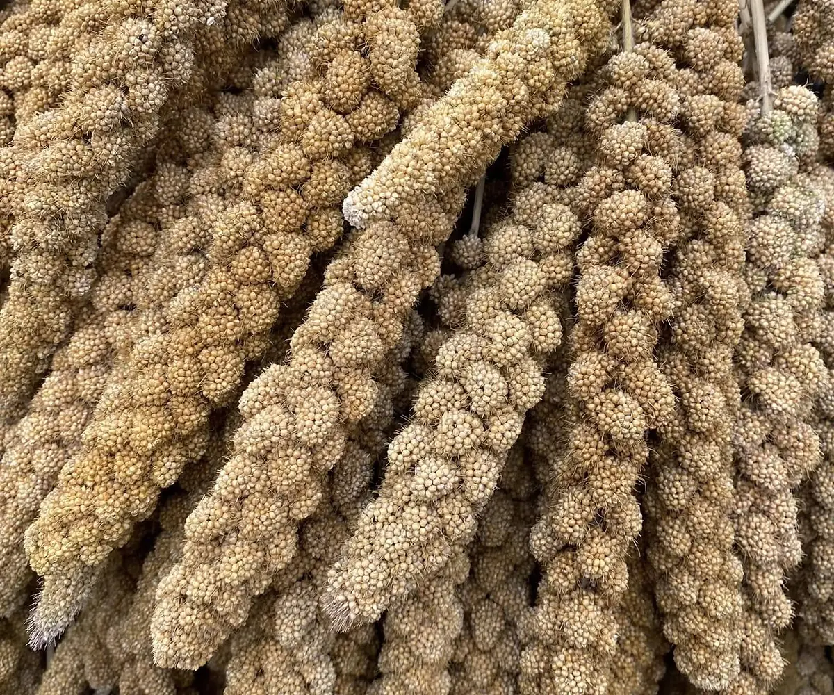 Millet