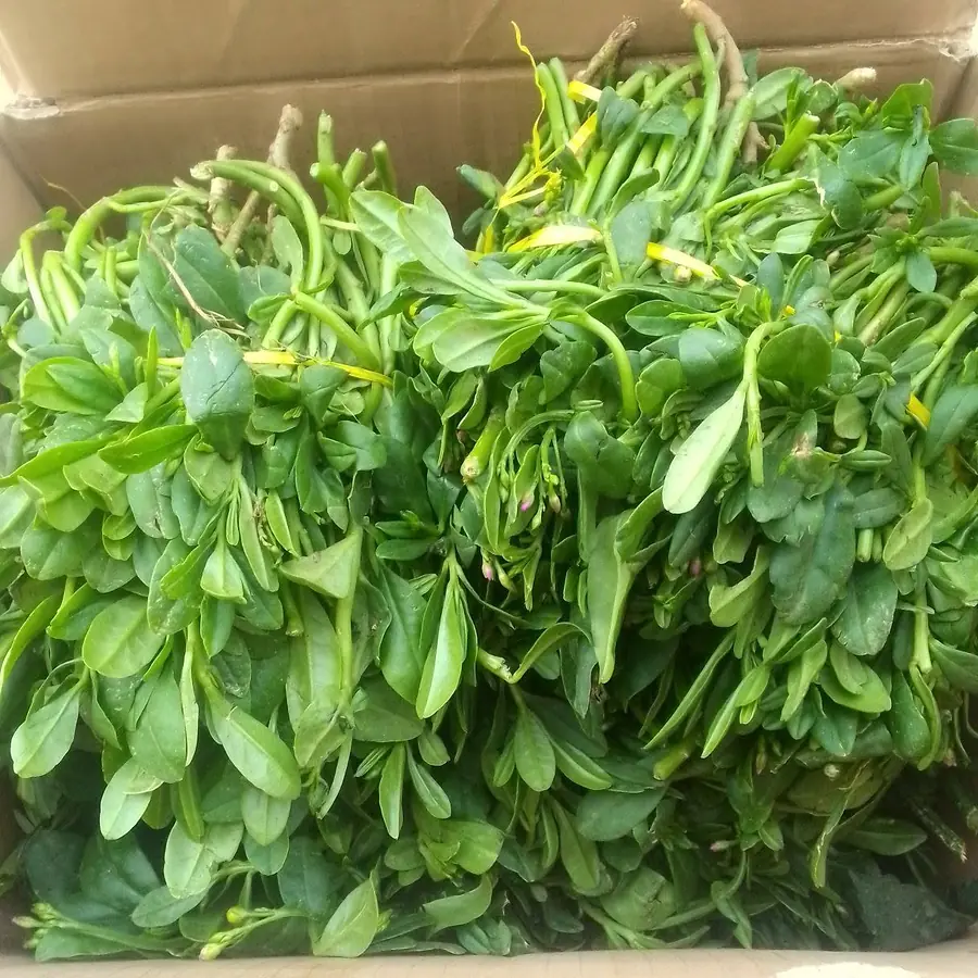 Waterleaf