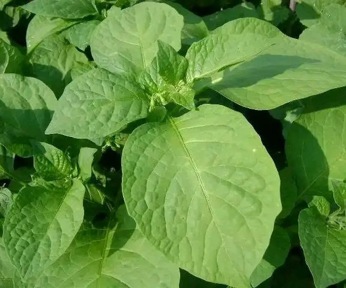 Huckleberry leaves