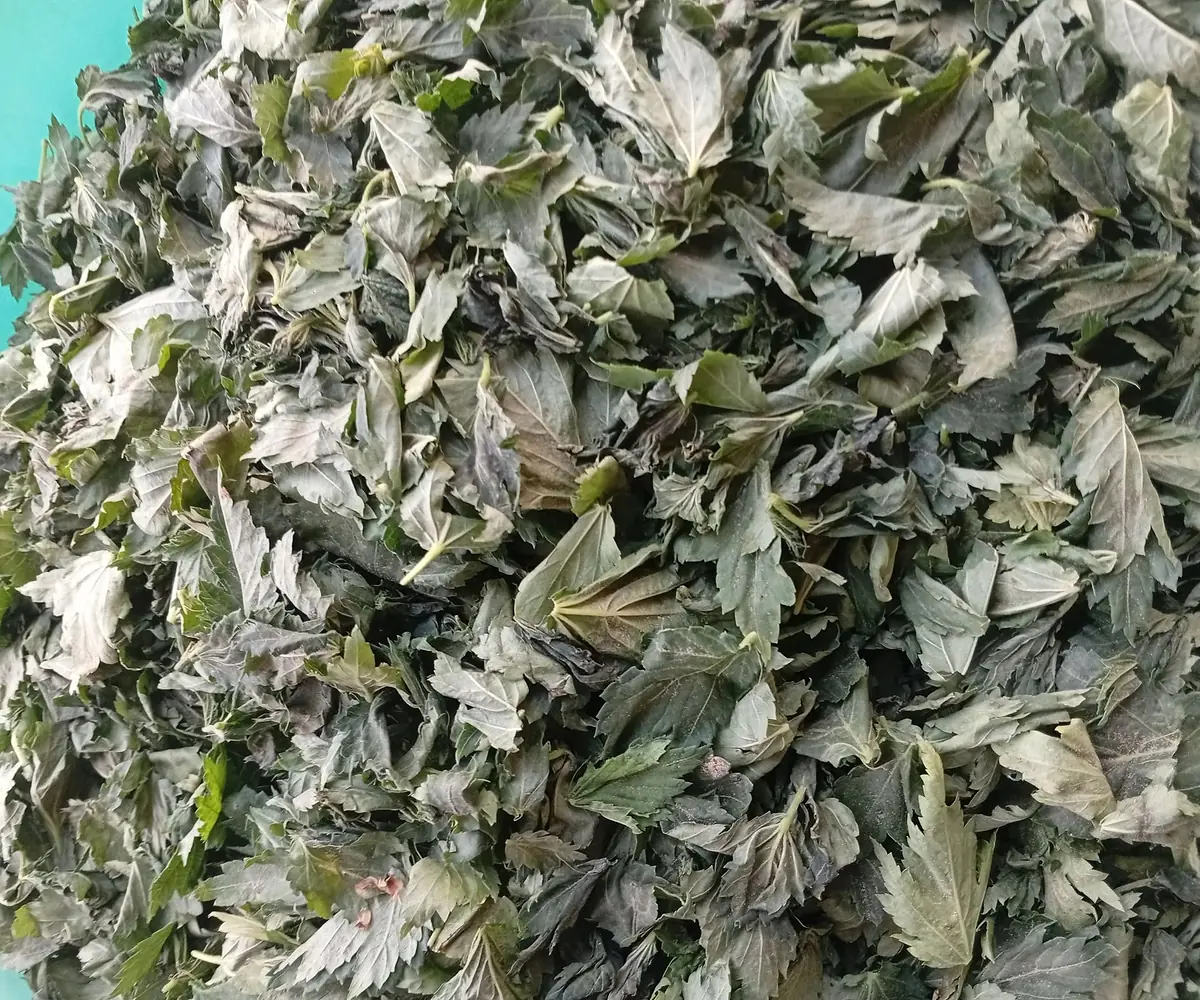 Jute leaves