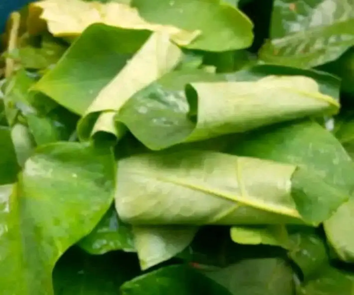 Feuilles de macabo