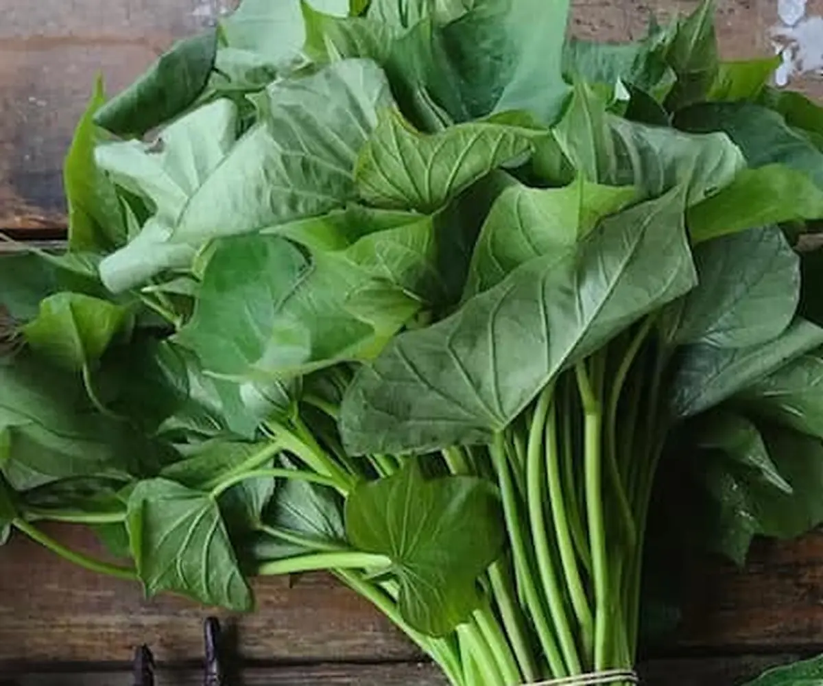 Sweet potato leaves