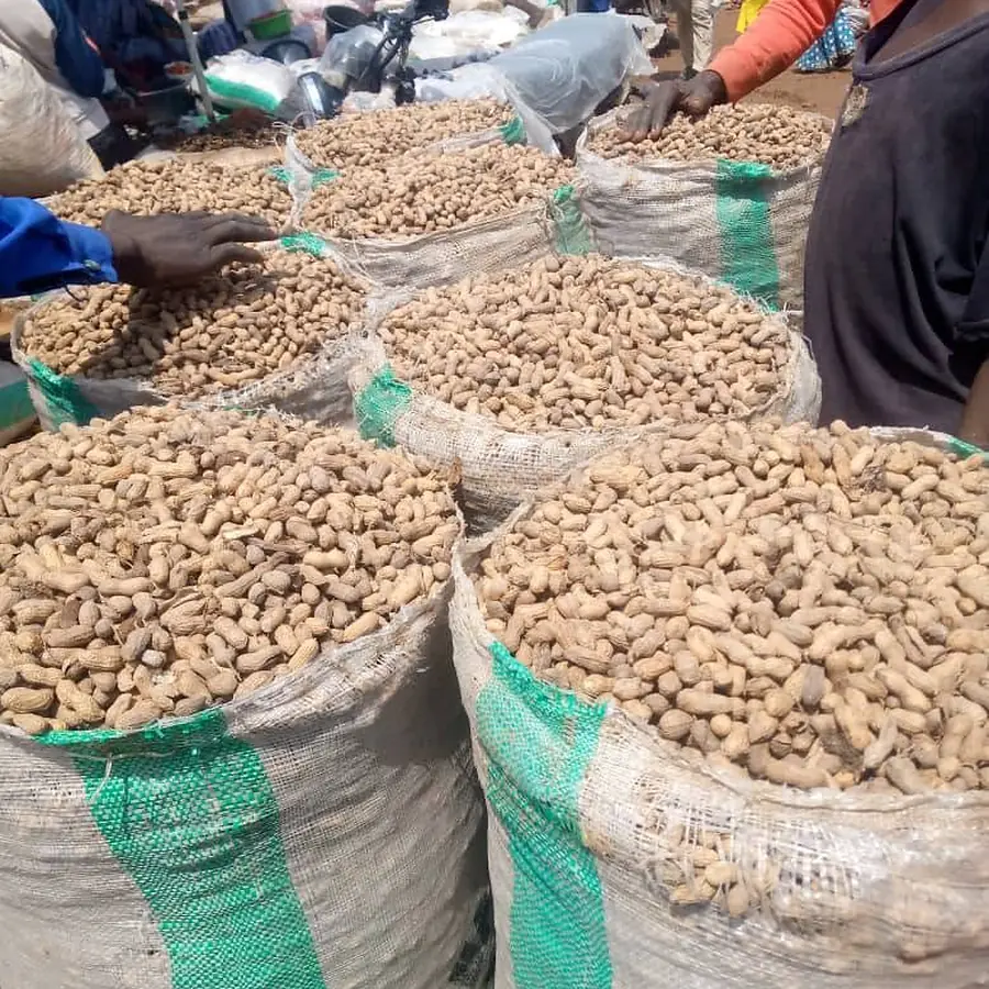 Shelled groundnuts