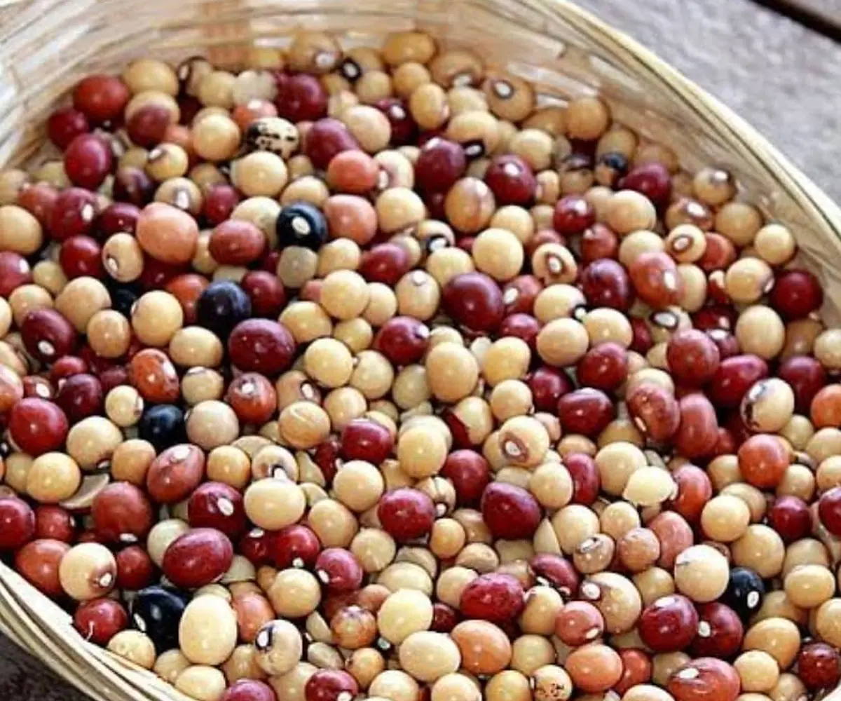 Pois de terre