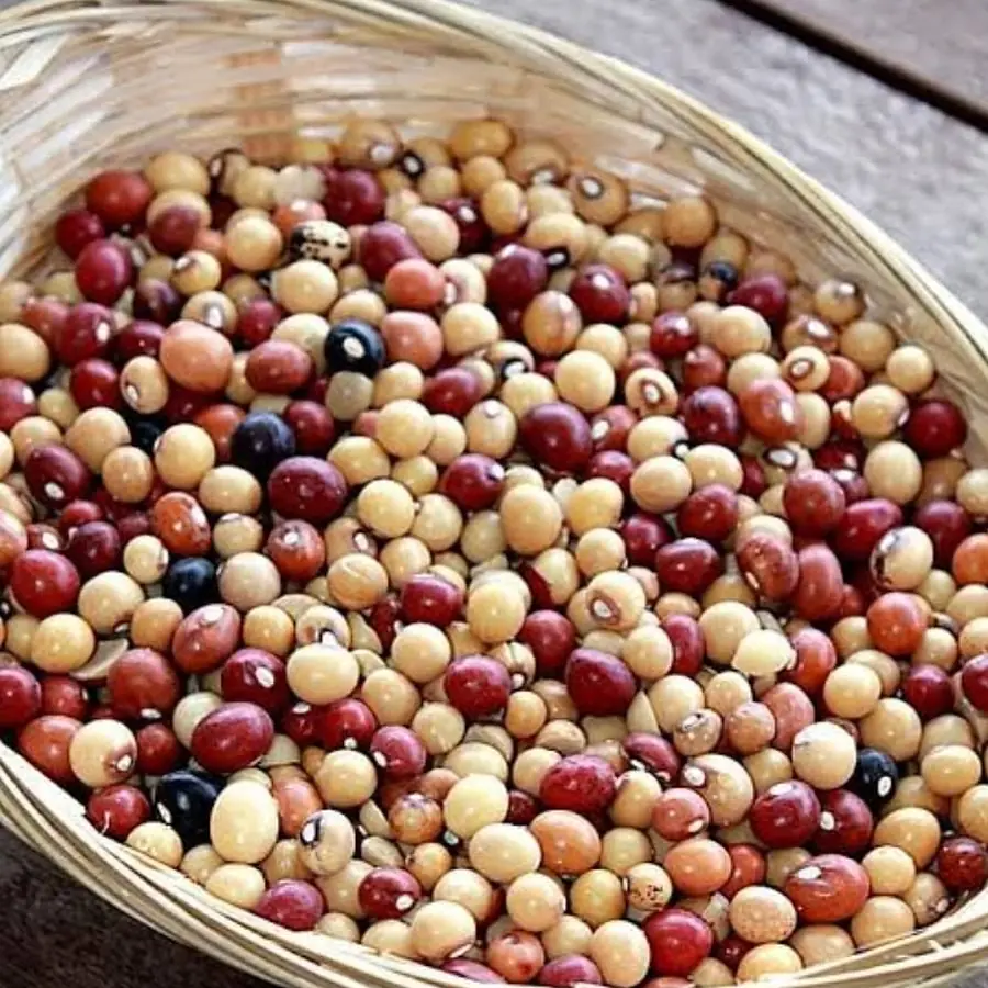 Pois de terre