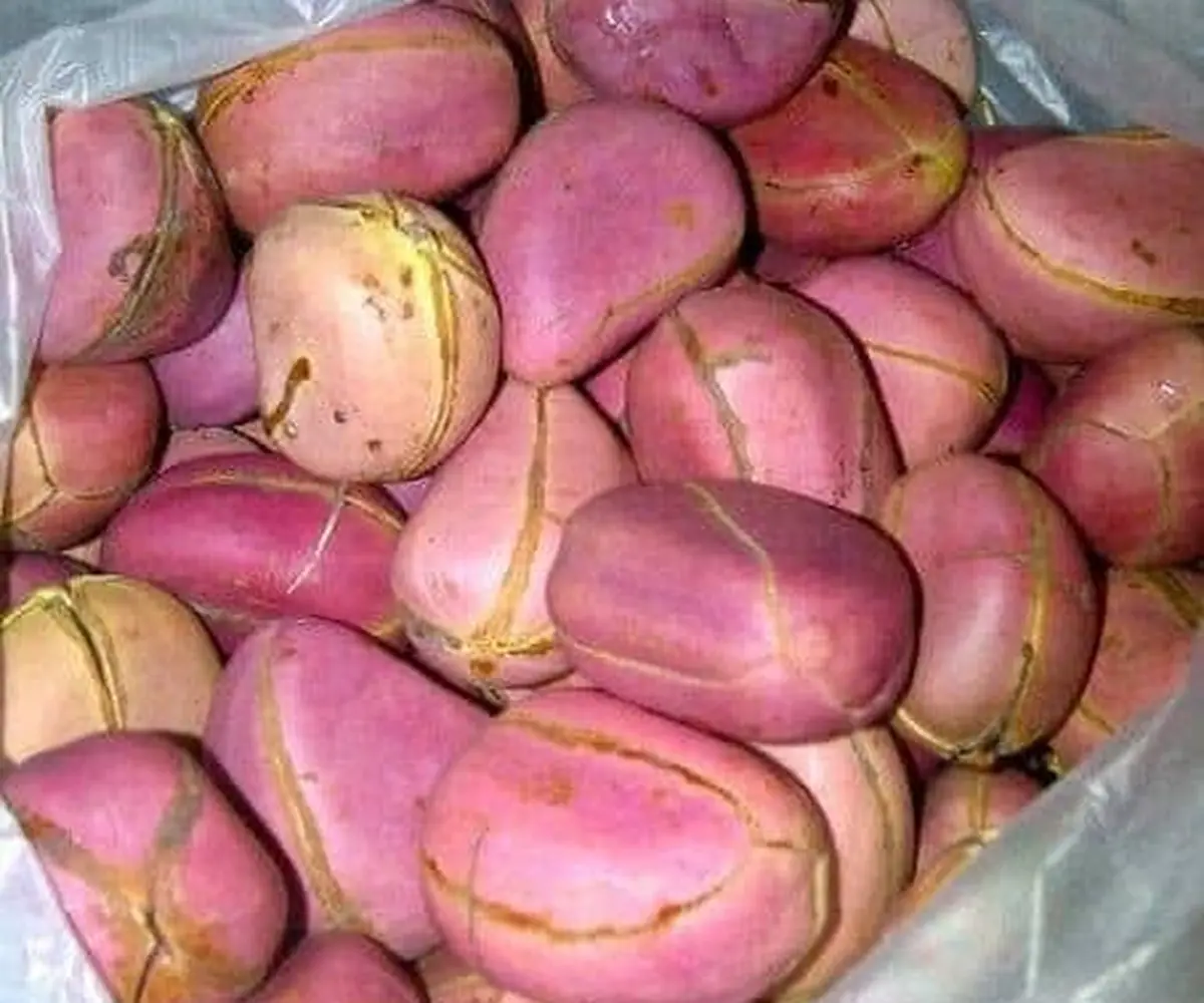 Kola nut