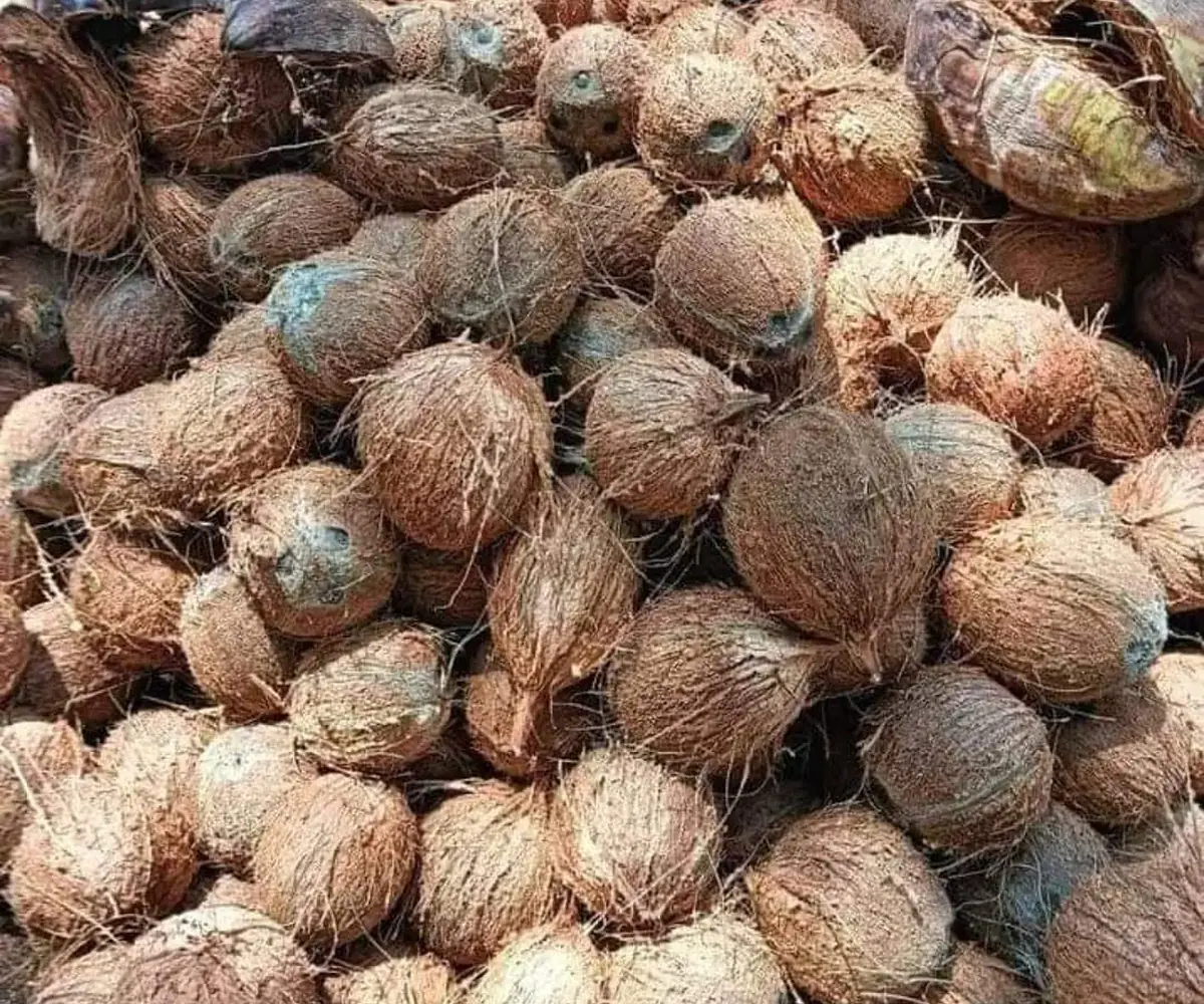 Coconut