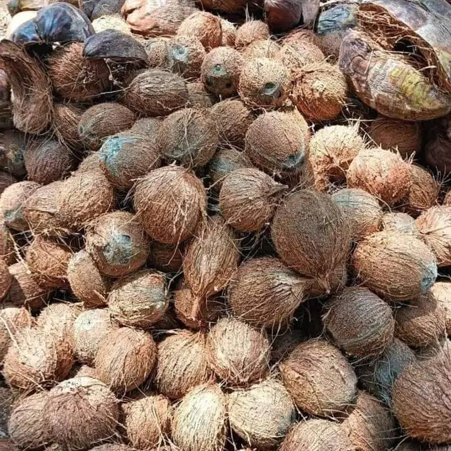 Noix de coco