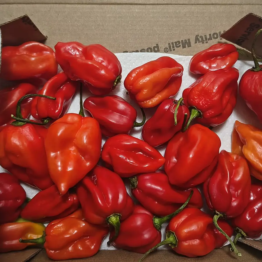 Piment frais