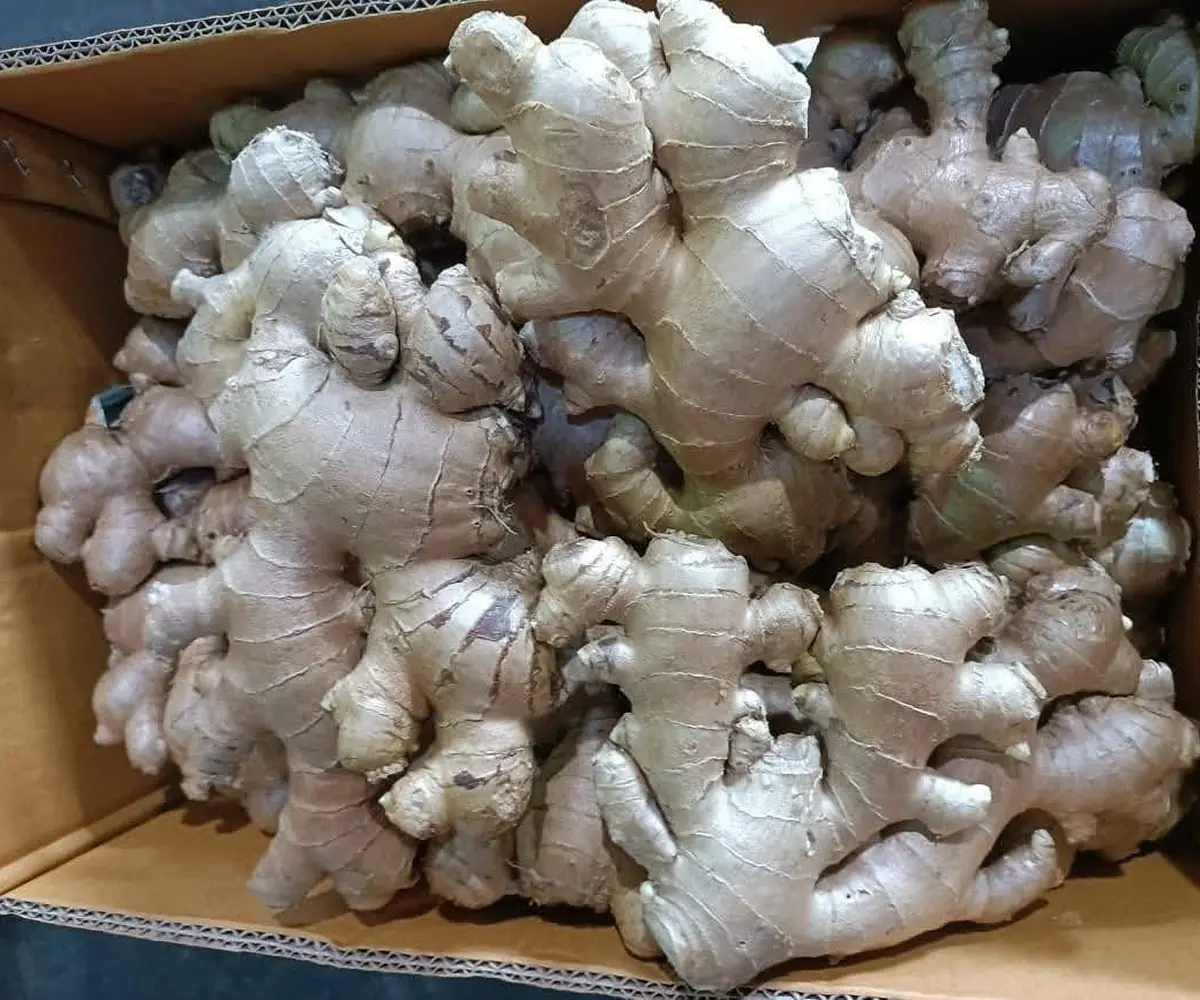 Fresh ginger