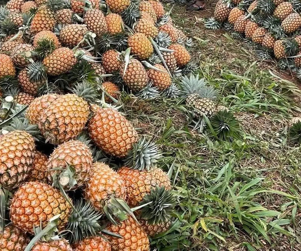 Pineapple