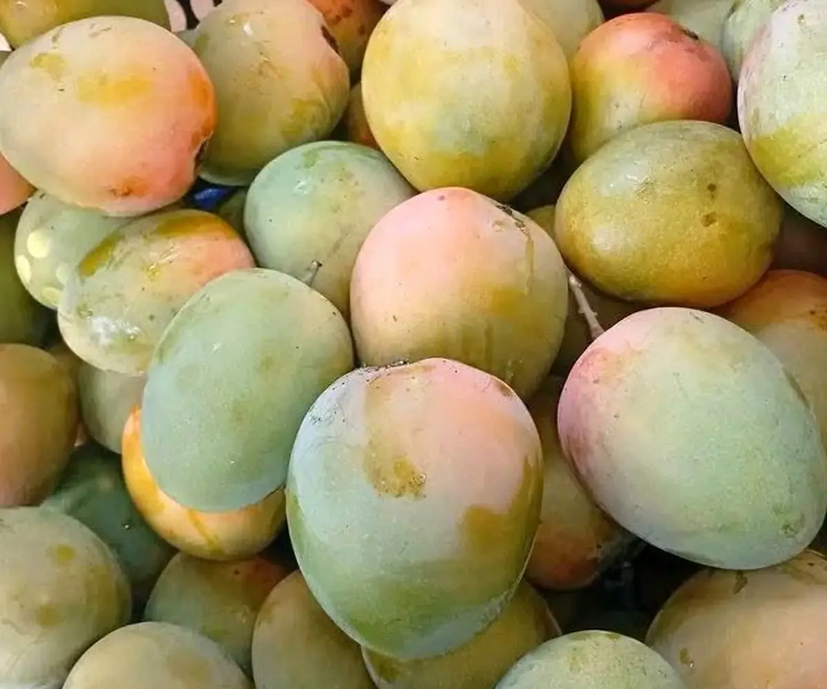 Mango