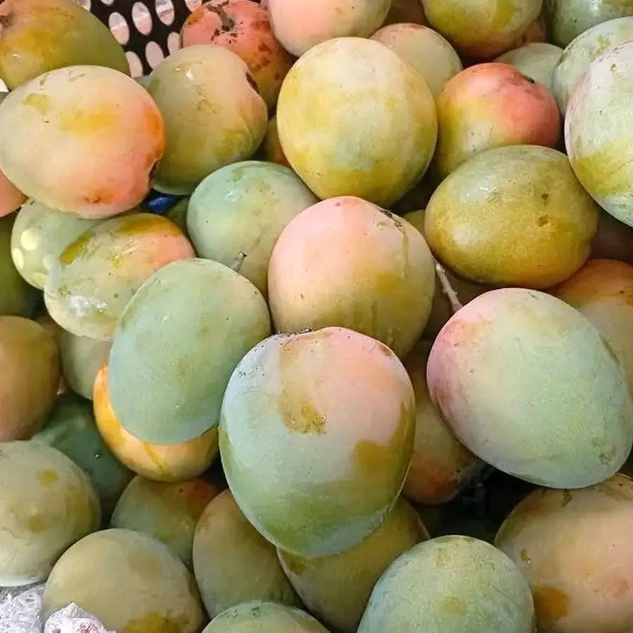 Mangue