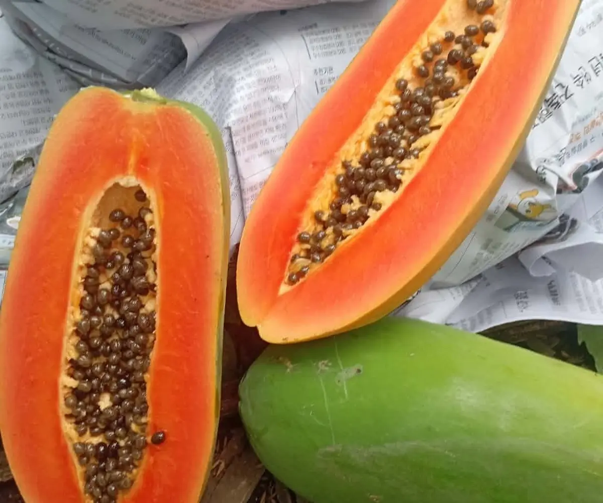 Papaya
