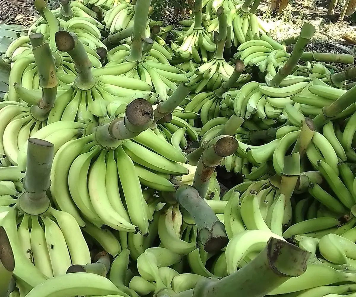 Plantain vert