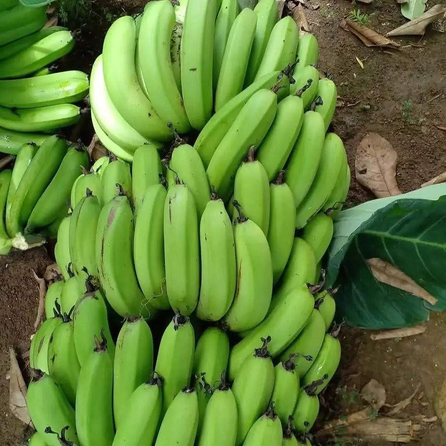 Cooking banana