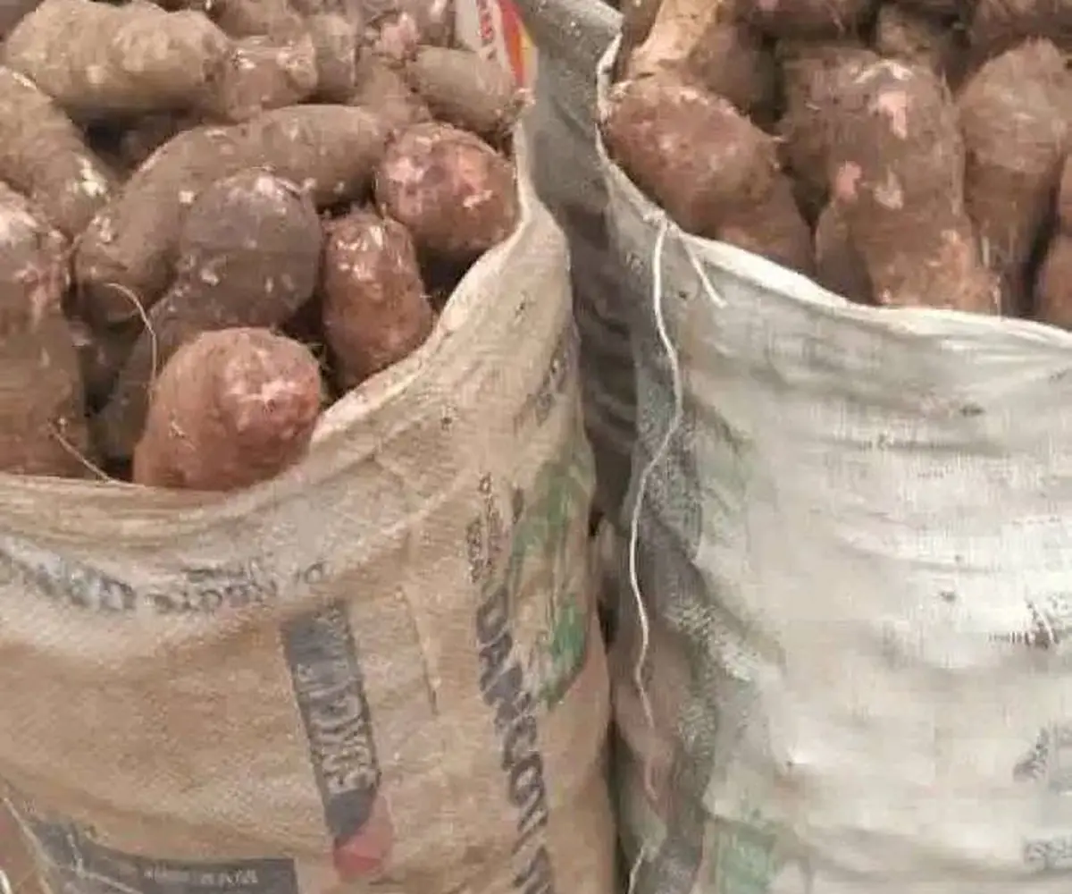 Cocoyam