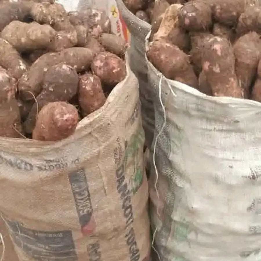 Cocoyam