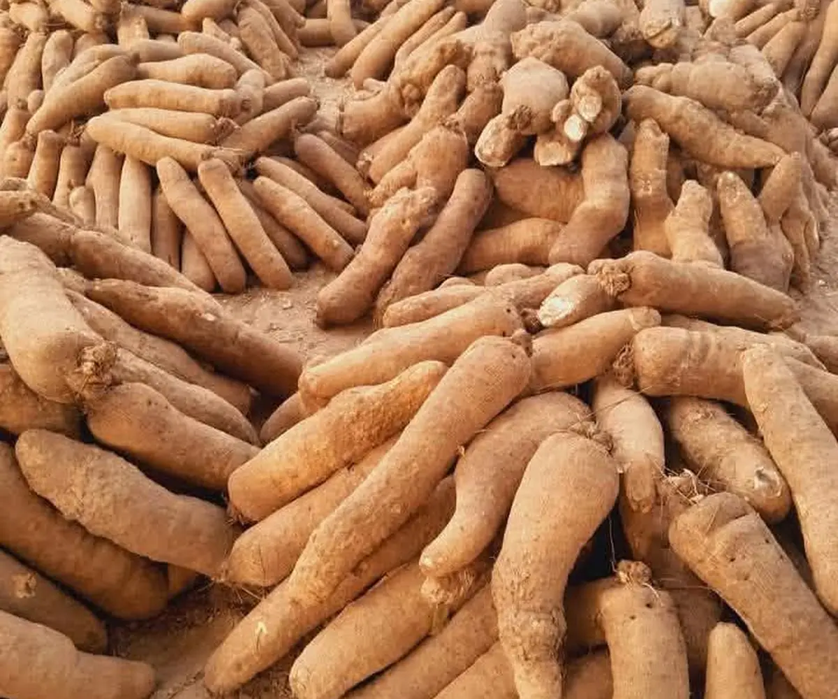 White yam